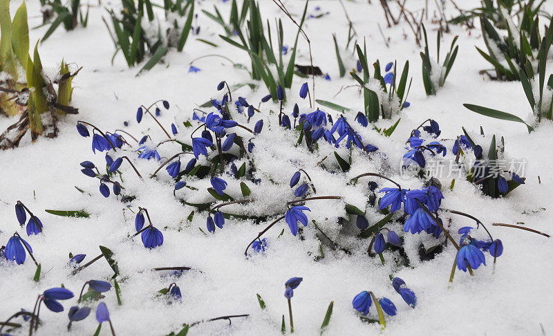 美丽的春天首花天蓝色的西伯利亚scilla siberica，西伯利亚鹅绒覆盖着雪在花园或草坪上。